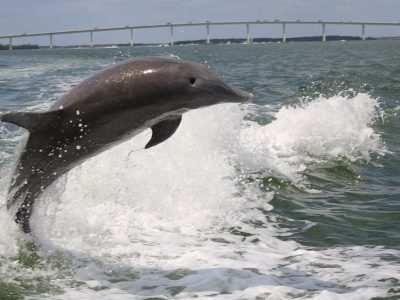 dolphin-ps